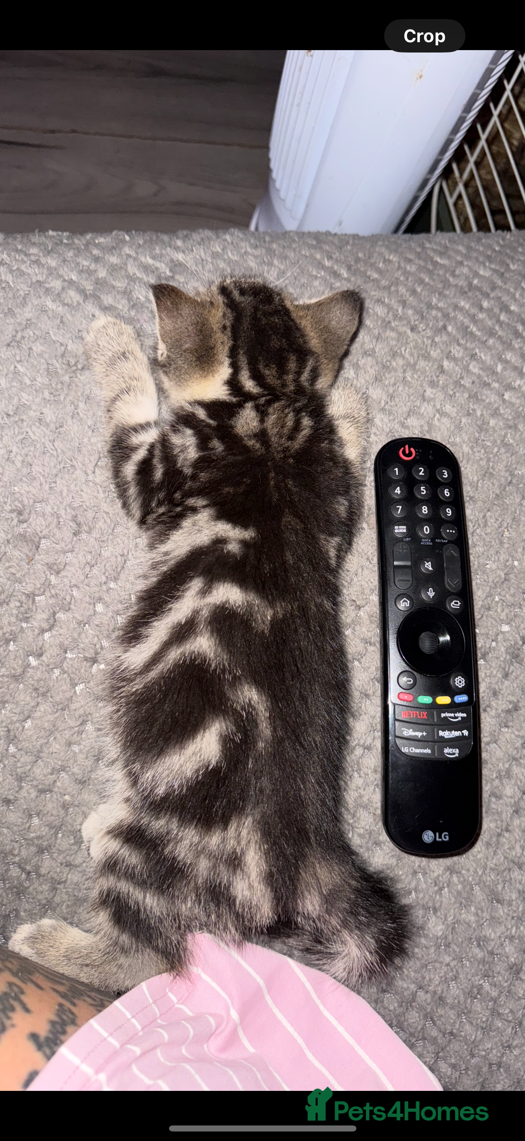 British Shorthair cats for sale: 5 gorgeous tabby kittens  - Image 5