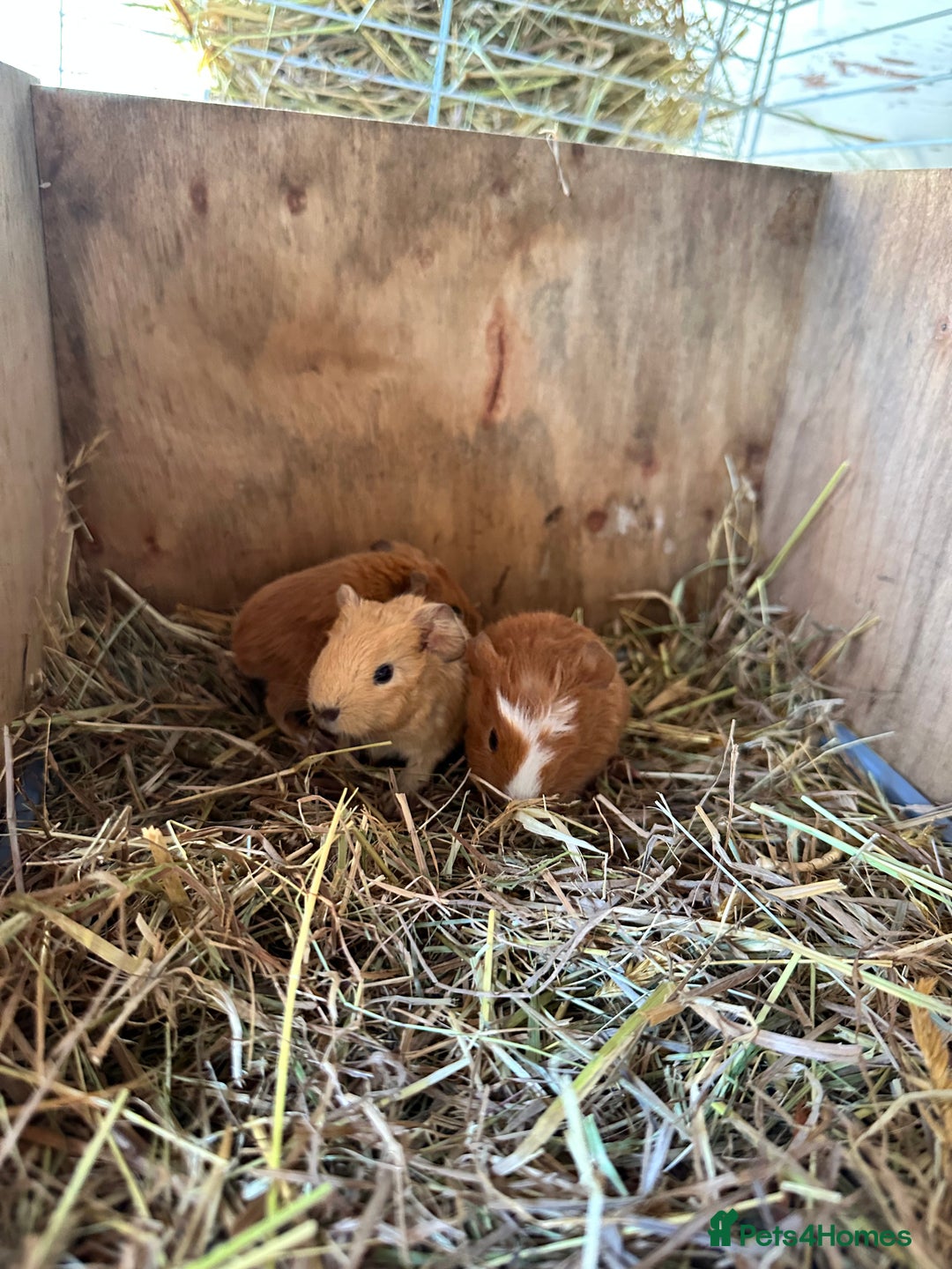 Guinea Pig rodents for sale: 3 Pups for sale - 2 boars, 1 sow - Advert 1