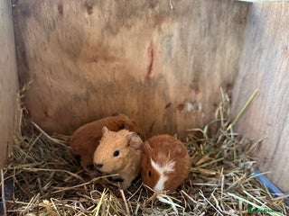 Guinea Pig rodents 3 Pups for sale - 2 boars, 1 sow - Advert 3