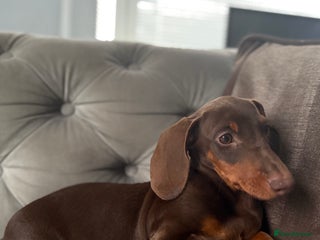 Miniature Dachshund dogs - Advert 11