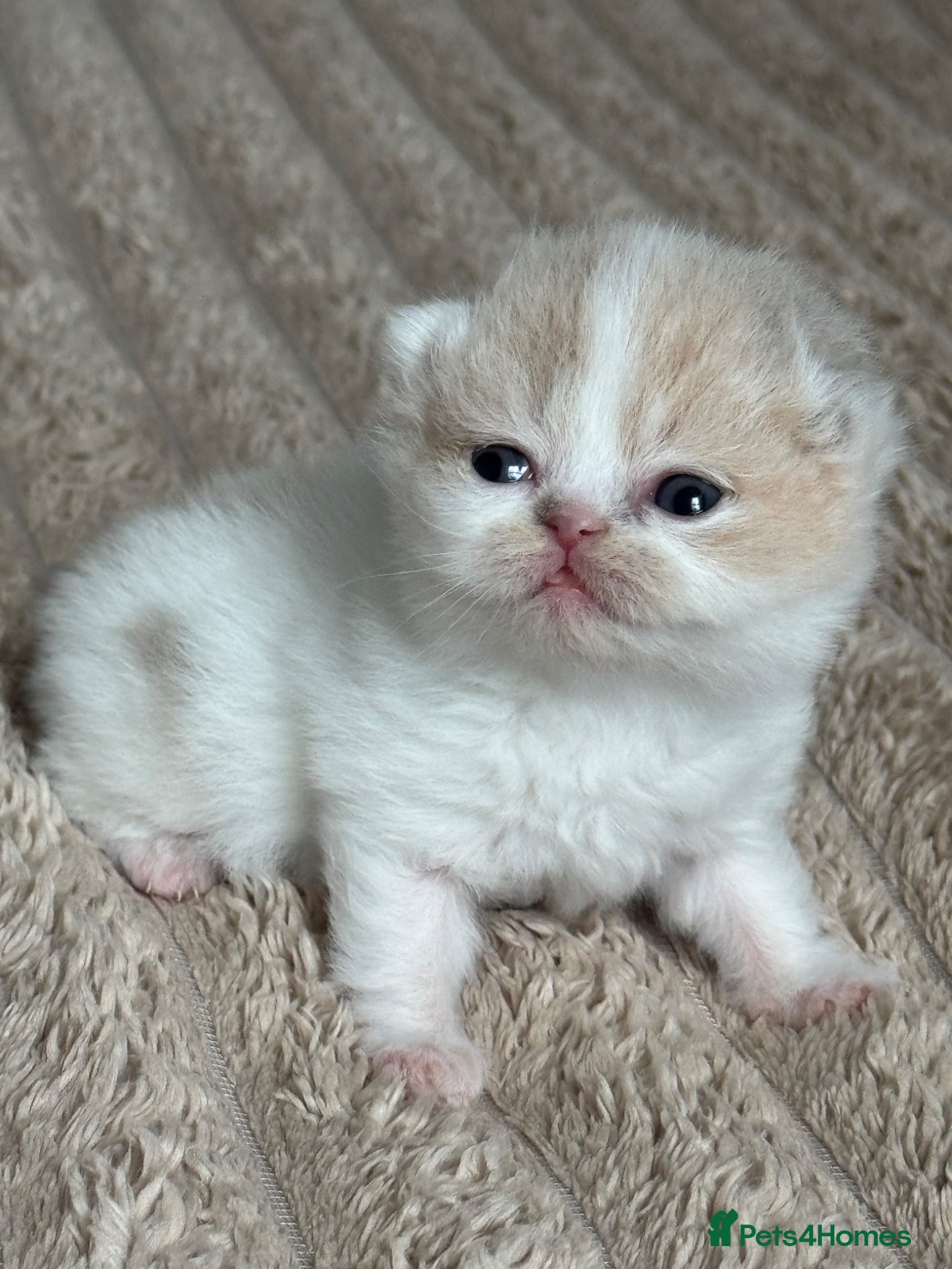 British Shorthair cats Tica SGC dam Lilac tortie and white daughter  - Advert 16