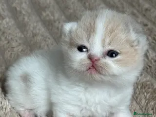 British Shorthair cats Tica SGC dam Lilac tortie and white daughter - Advert 16