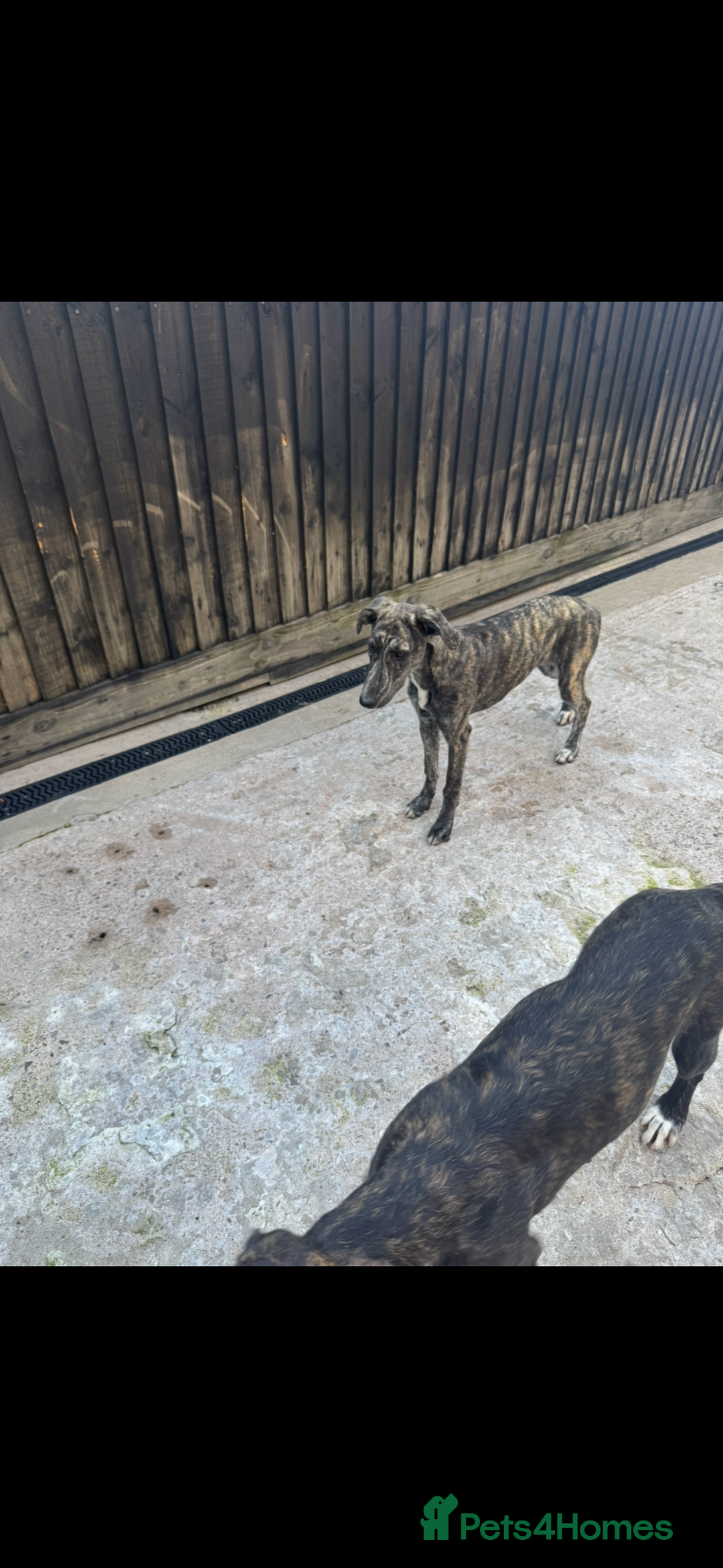 Lurcher dogs for sale: Saluki greyhound x collie greyhound  - Image 2