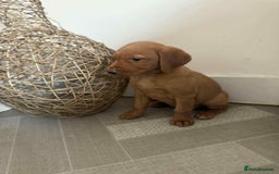 Labrador Retriever dogs for sale: Stunning Fox red labradors  - Image 20