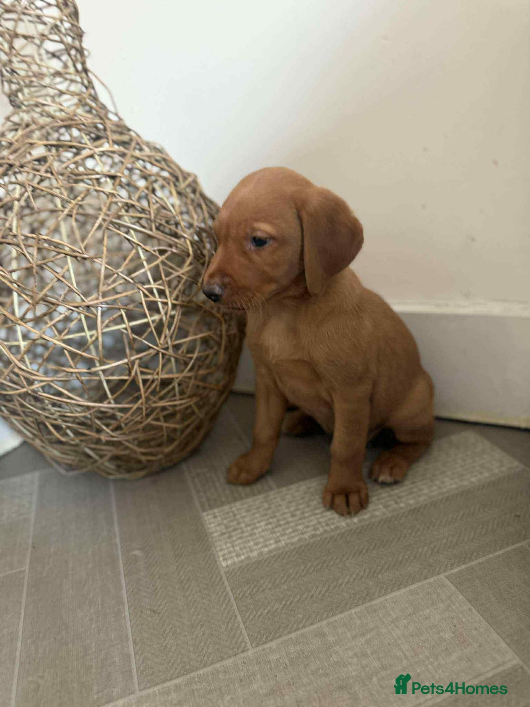 Labrador Retriever dogs for sale: Stunning Fox red labradors  - Image 20