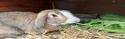 Mini Lop rabbits for sale: 🐰 Pure Bred Mini Lop Bunnies 🐰 - Advert 30
