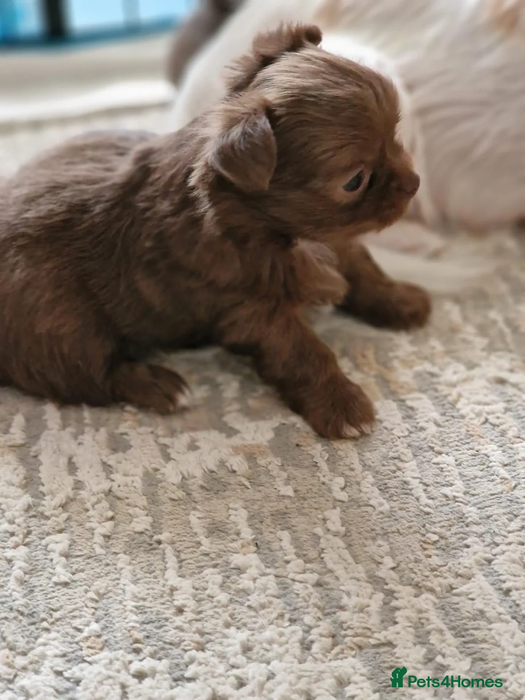 Chihuahua dogs for sale: Cream & Red Chihuahua Girl - Advert 2