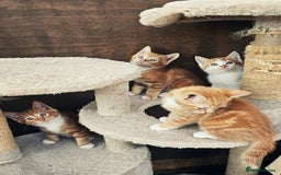 Mixed Breed cats for sale: 4 Ginger Kittens READY FOR A NEW HOME/WEST DRAYTO - Image 10