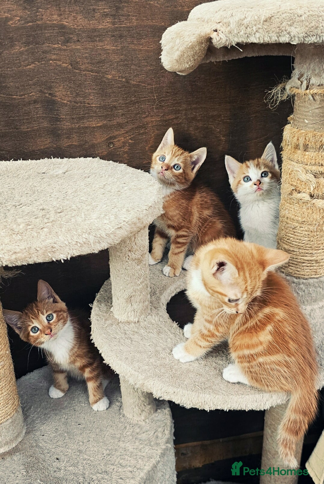 Mixed Breed cats for sale: 4 Ginger Kittens READY FOR A NEW HOME/WEST DRAYTO - Image 10