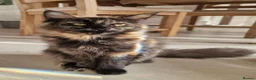 Maine Coon cats for sale: 3 maine coon kittens ready in Bury - Advert 19