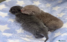 British Shorthair cats for sale: Pedigree kittens lilac boy blue girl  - Image 6