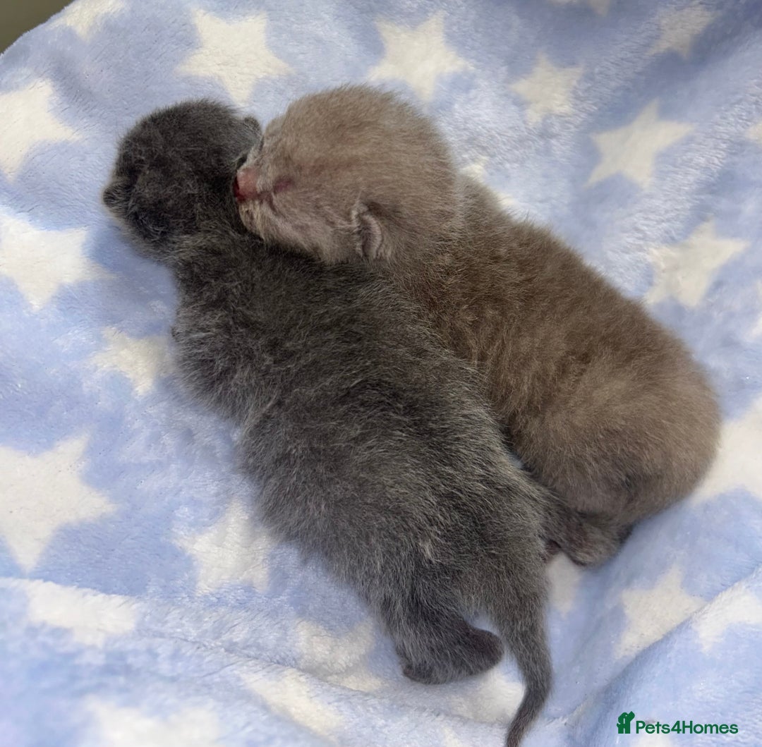 British Shorthair cats for sale: Pedigree kittens lilac boy blue girl  - Image 6