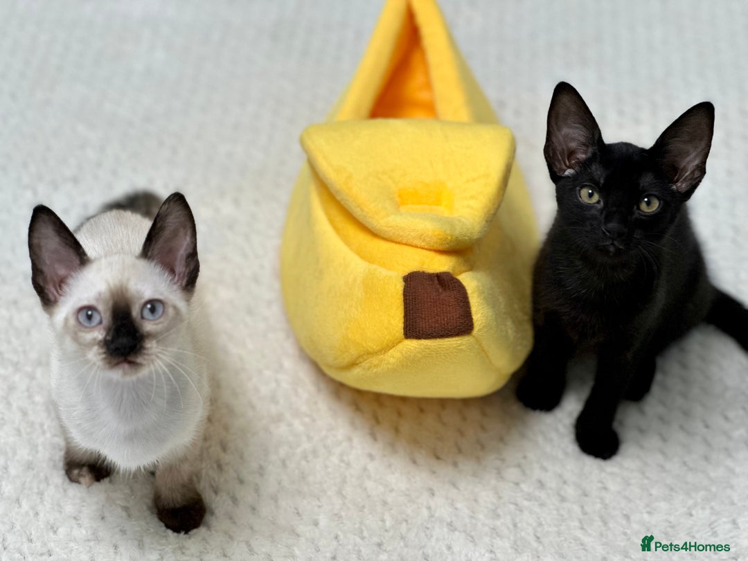 Mixed Breed cats for sale: ✨Cornish Rex Kittens Ready for New Homes Now✨ - Advert 14