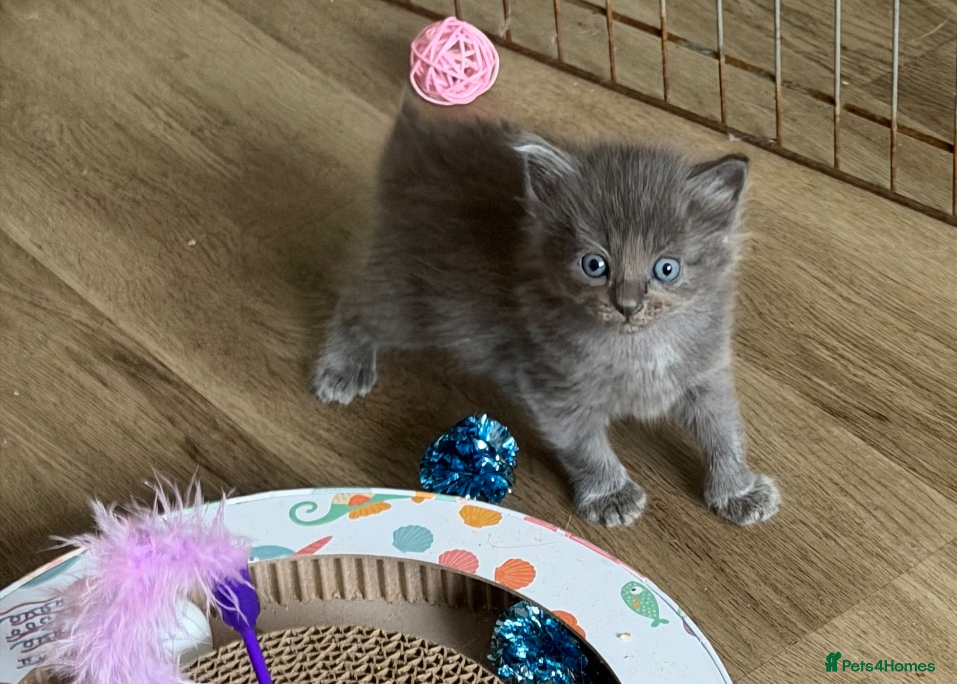 Ragdoll cats Half Ragdoll kittens - Advert 5