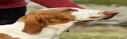 Bracco Italiano dogs for sale: ⭐️⭐️TOP BREEDER 2021,22,23,24,25⭐️⭐️ - Advert 2