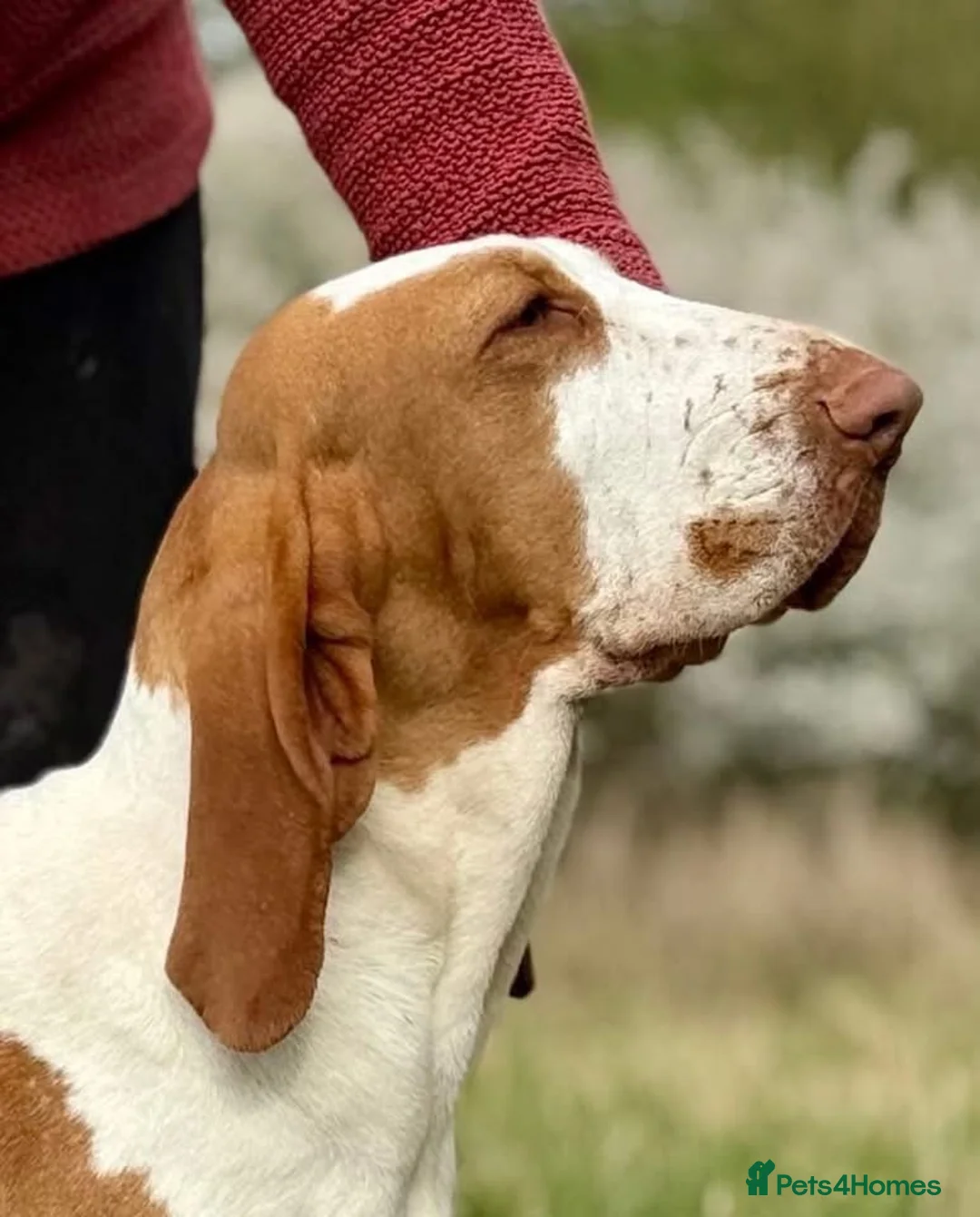 Bracco Italiano dogs for sale: ⭐️⭐️TOP BREEDER 2021,22,23,24,25⭐️⭐️ - Advert 2