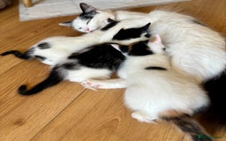 Mixed Breed cats for sale: White and tabby/white and black kittens - Image 8