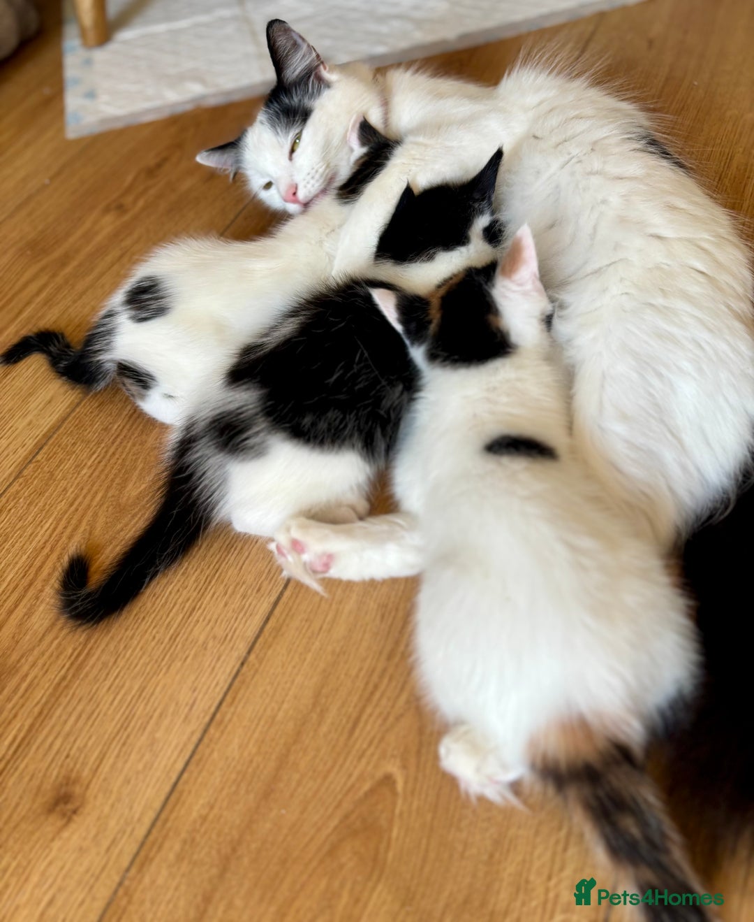 Mixed Breed cats for sale: White and tabby/white and black kittens - Image 8
