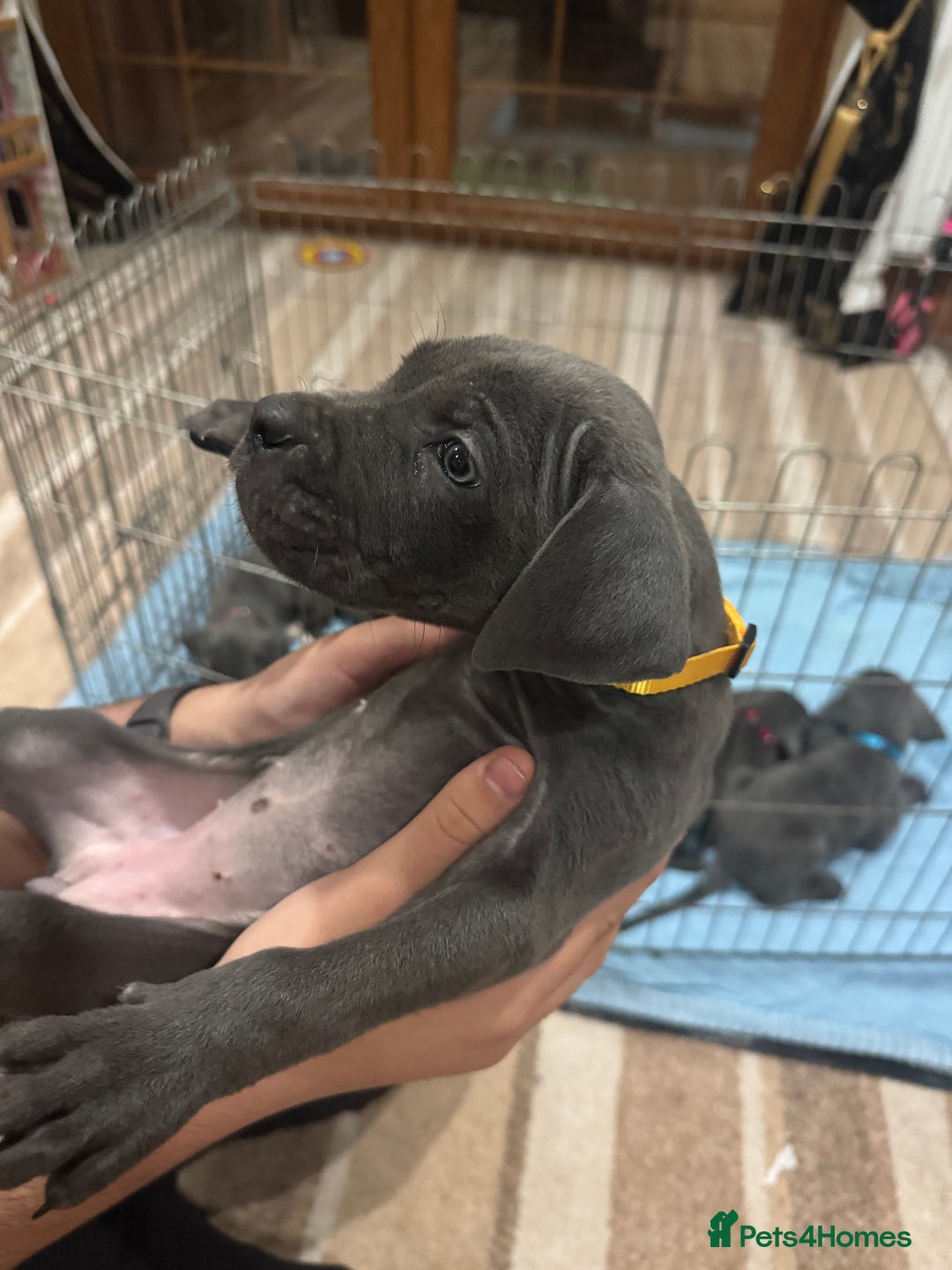 Cane Corso dogs for sale: Pure Pedigree Cane Corso Puppies - Image 16