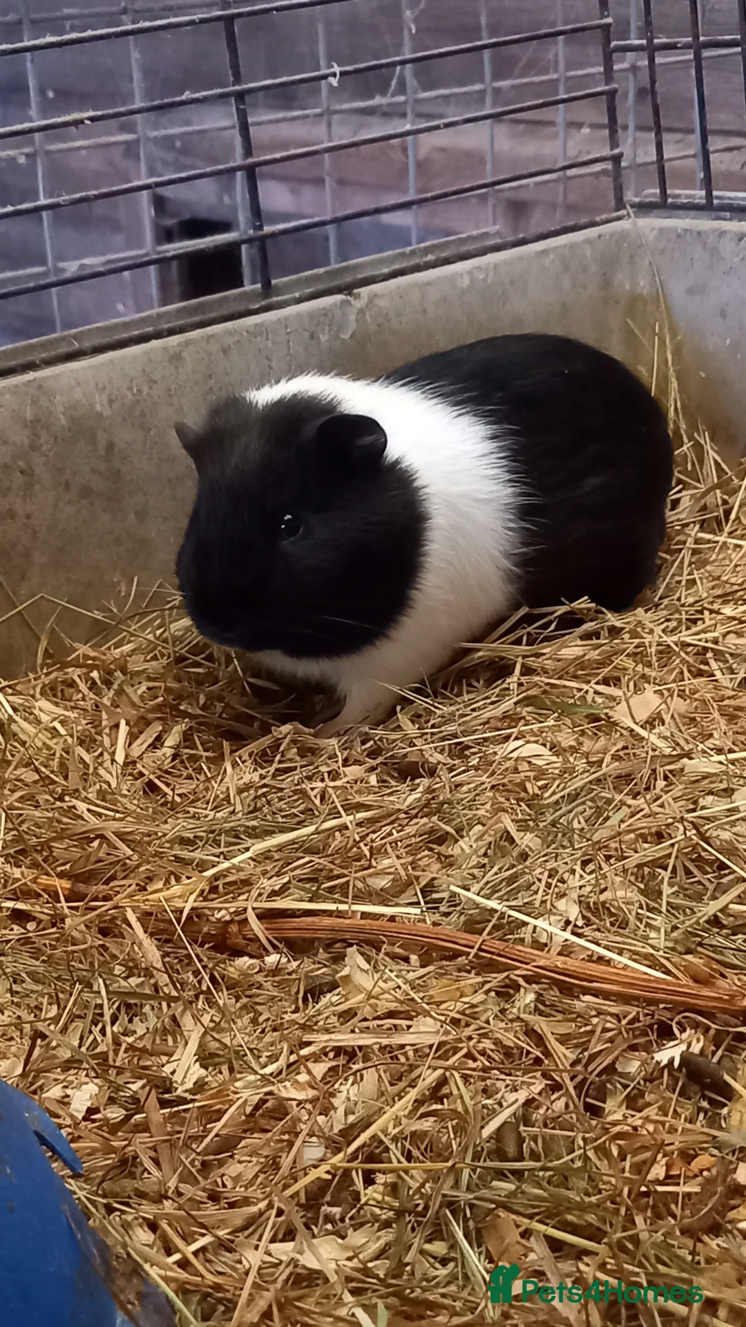 Guinea Pig rodents for sale: Male Guinea Pig for Sale - Advert 3