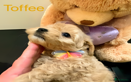 Maltipoo dogs for sale: Beautiful Maltipoo girls looking for lovely home  - Image 5
