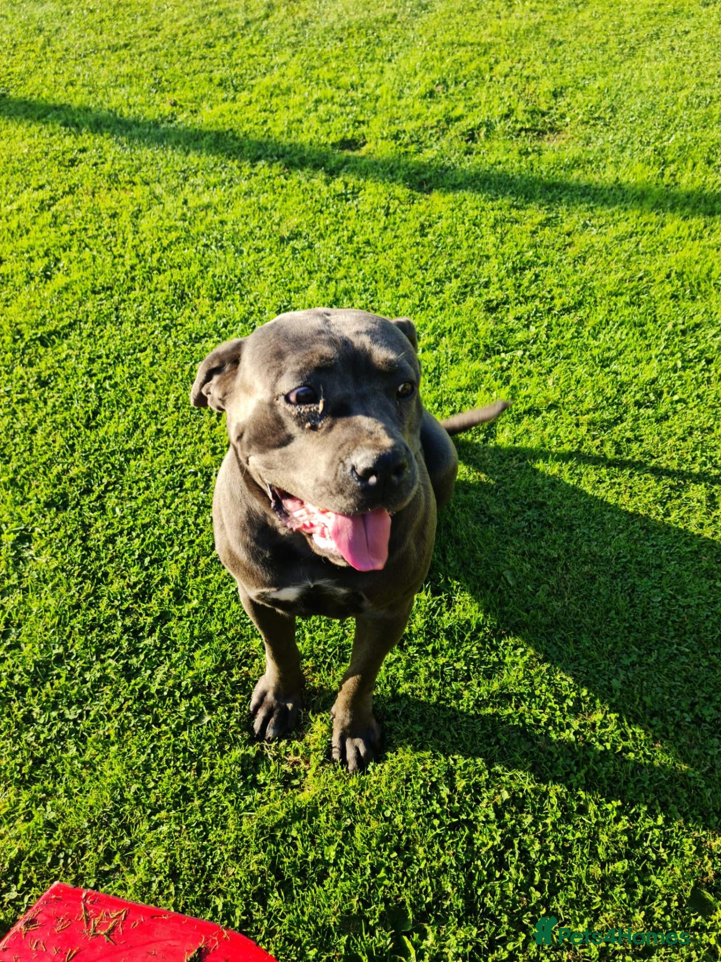 Cane Corso dogs for sale: Cane Corso Irish Kennel club registered  - Advert 1