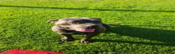 Cane Corso dogs for sale: Cane Corso Irish Kennel club registered  in Enniskillen - Advert 1