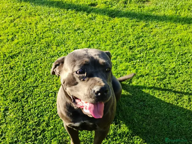 Cane Corso dogs for sale: Cane Corso Irish Kennel club registered - Advert 1