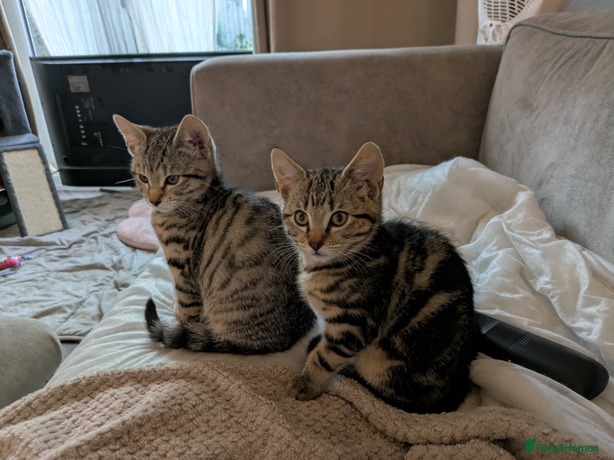 Bengal cats for sale: 3/4 BENGAL - READY TO GO!  - Advert 7