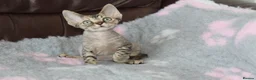 Devon Rex cats for sale: Ch lines Devon Rex - Advert 2