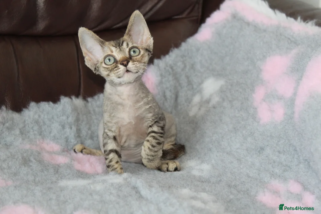 Devon Rex cats for sale: Ch lines Devon Rex - Advert 2