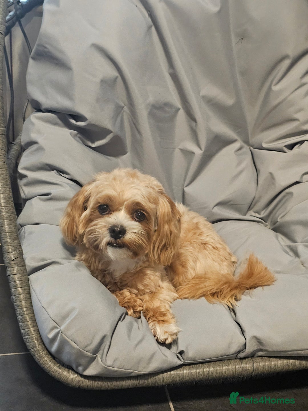 Maltipoo dogs for sale: 1y old Maltipoo Girl  - Advert 4