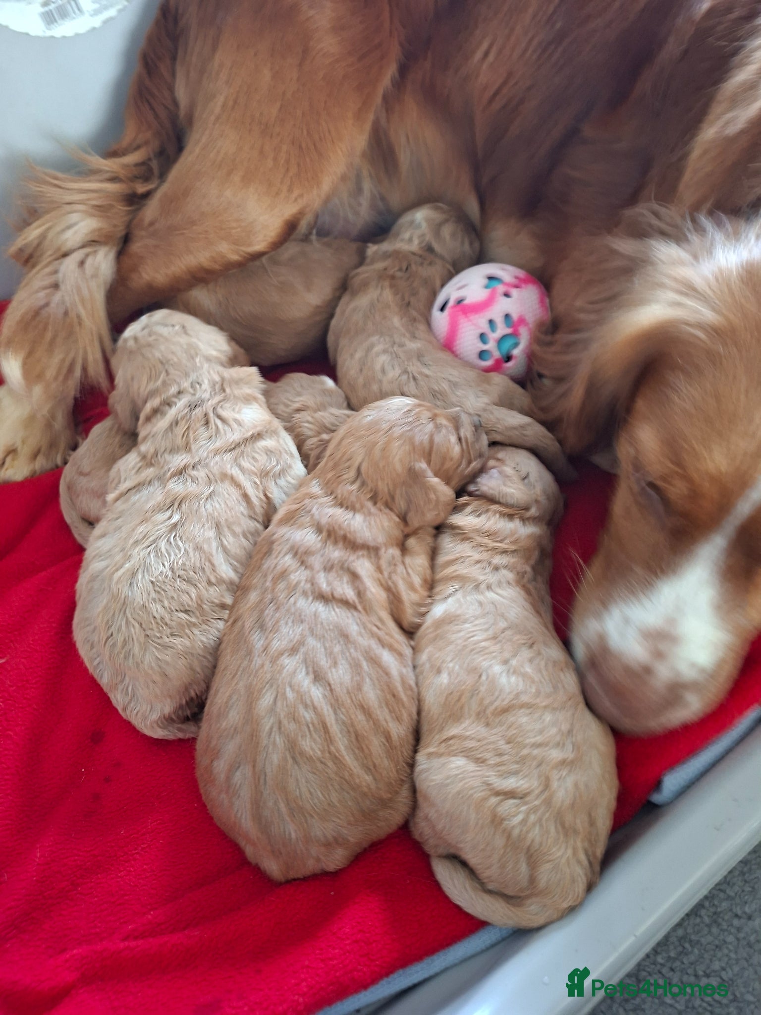 Cockapoo dogs F1 Cockapoo puppies  - Advert 1