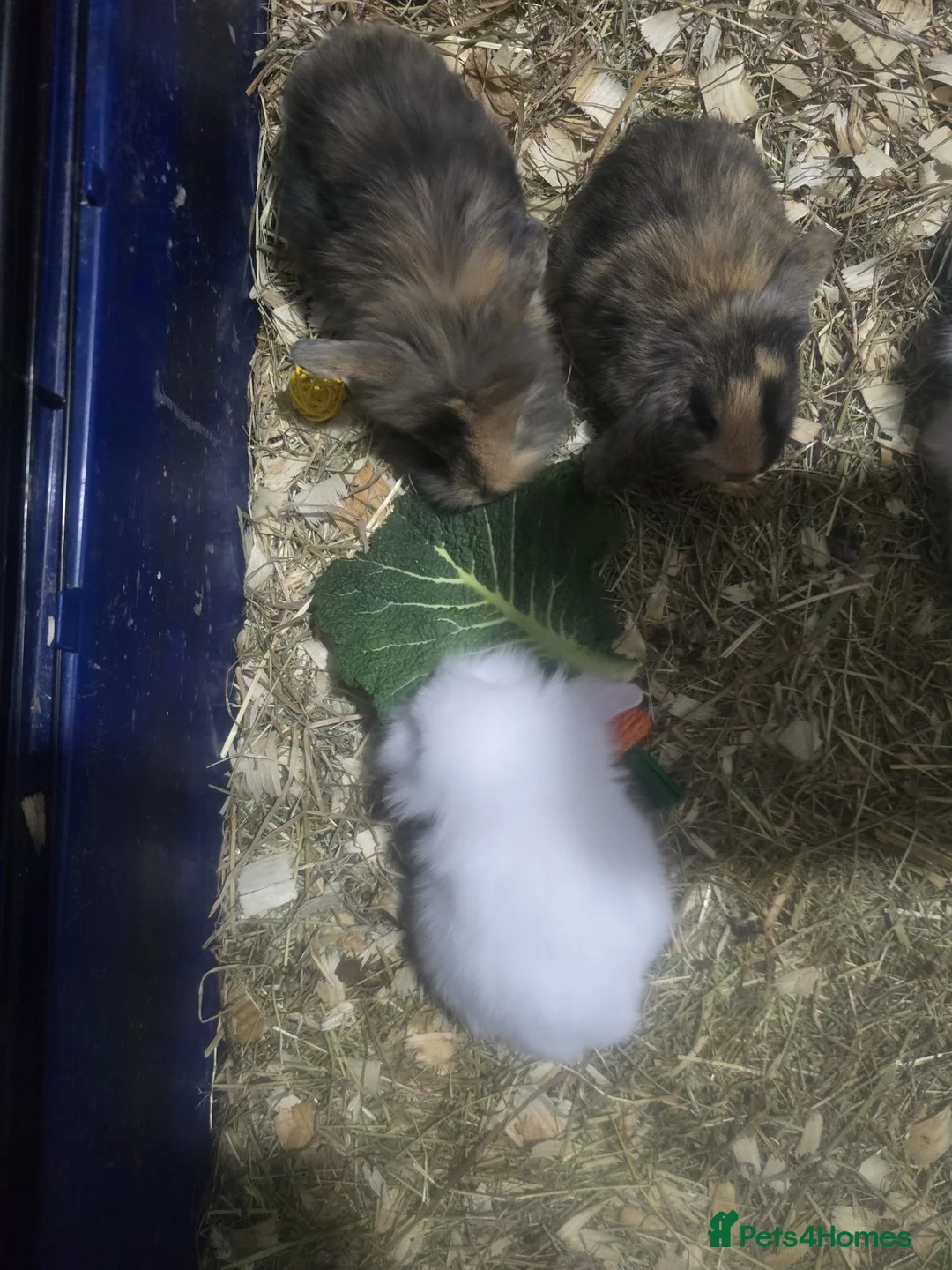 Mini Lion Lop rabbits for sale: Mini lion lop x French continental  - Advert 3