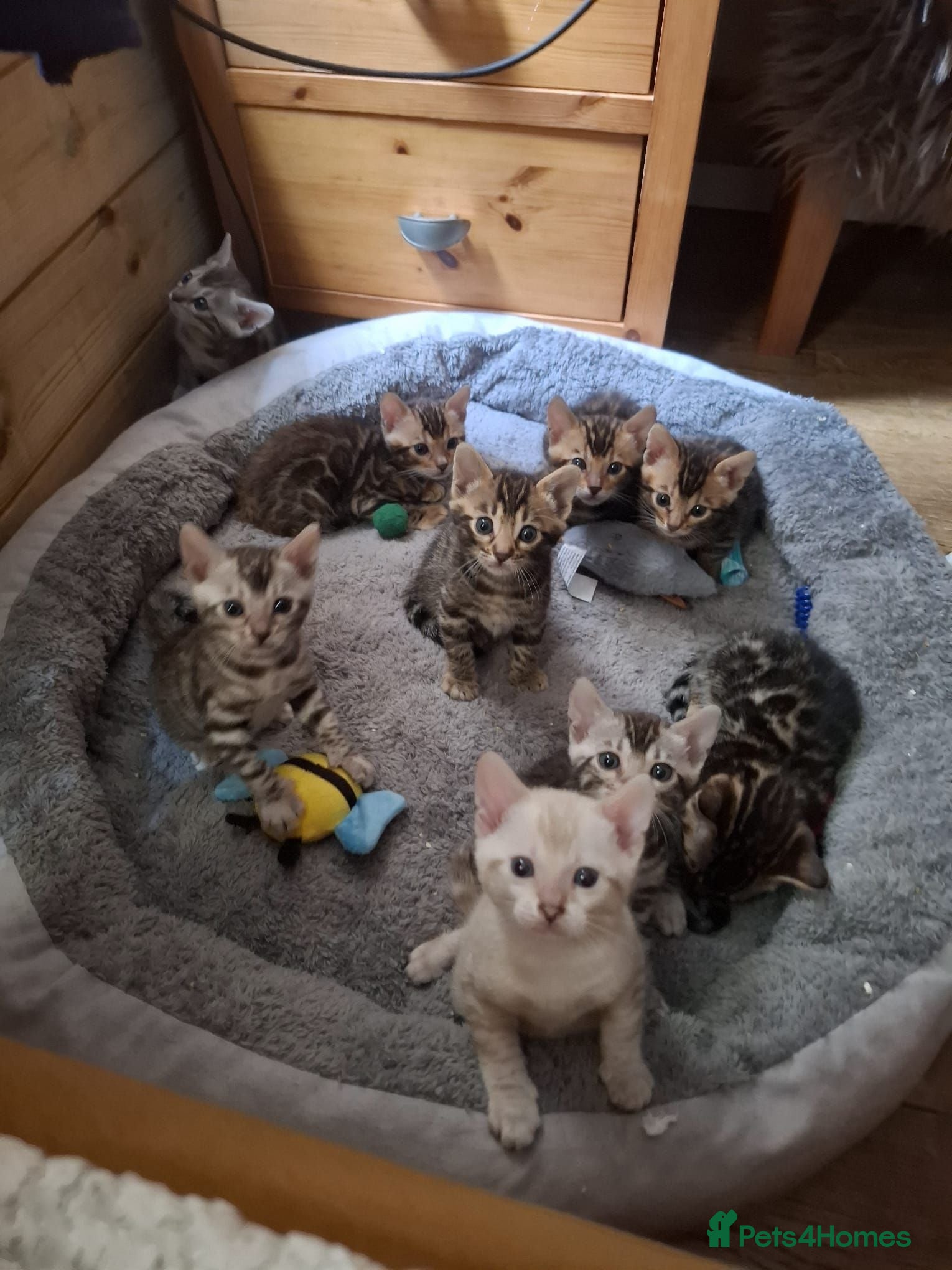 Bengal cats Stunning Bengal Kittens  - Advert 3