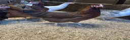 Chickens poultry for sale: Point of lay hens in a wide range of breeds  - Advert 3