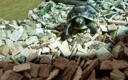 Tortoise reptiles for sale: Baby Spur thigh tortoises  - Image 1