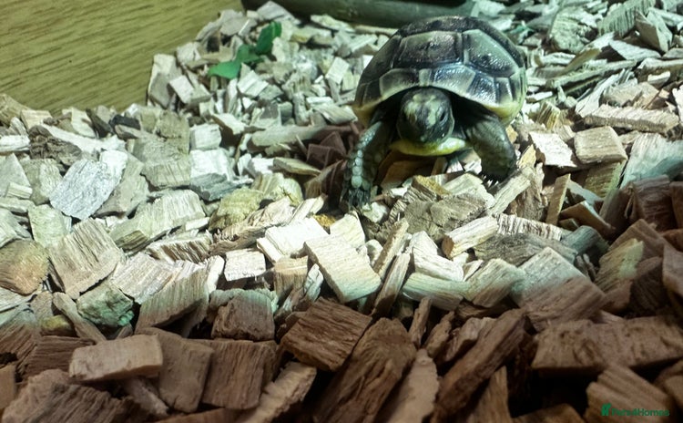 Tortoise reptiles - Advert 2