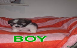 Shih Tzu dogs for sale: Shih tzu  - Image 3