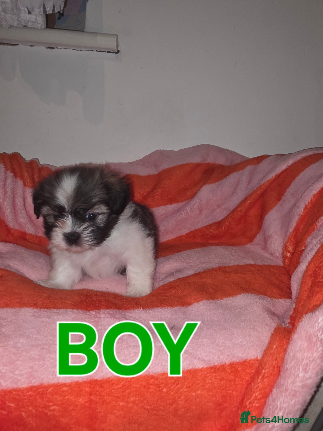 Shih Tzu dogs for sale: Shih tzu  - Image 3