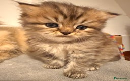 British Longhair cats for sale: Black shaded male boy - Advert 5