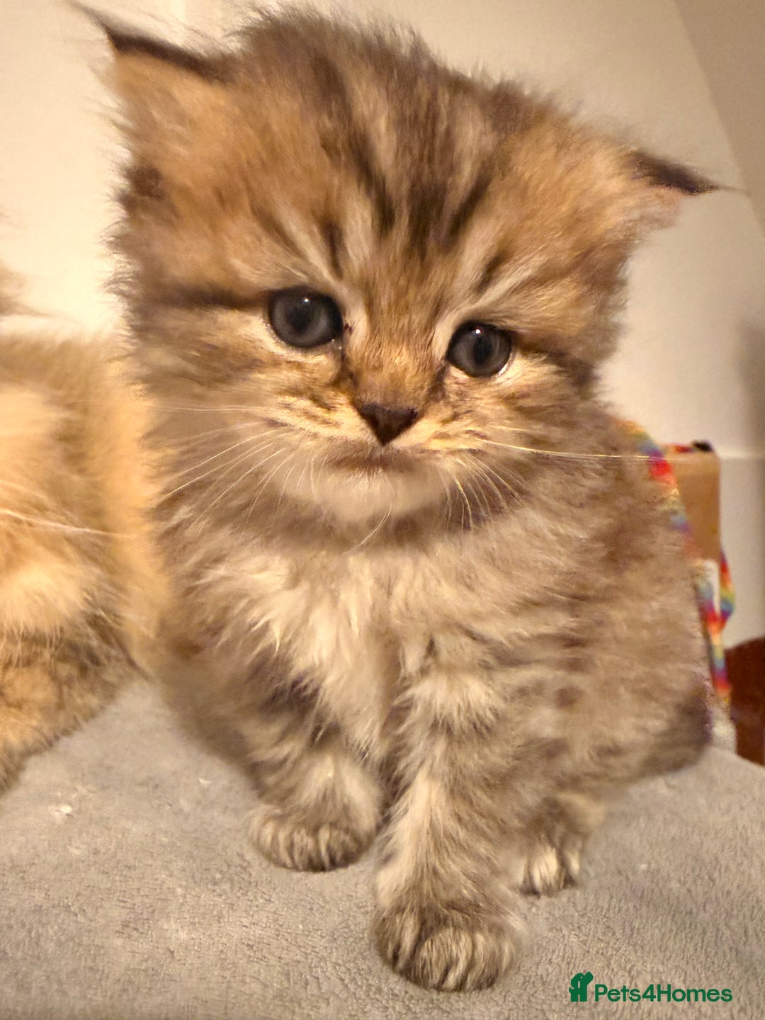 British Longhair cats for sale: Black shaded male boy - Advert 5