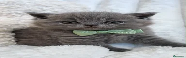 British Shorthair 2