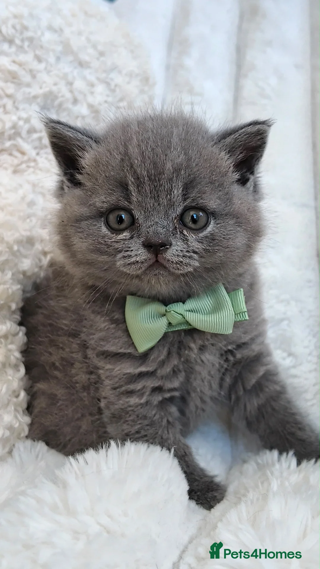 British Shorthair cats for sale: GCCF Registered Kittens Blue British Shorthair - Advert 5