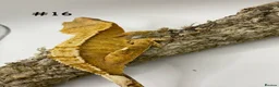 Gecko reptiles for sale: Adult + Juvenile Crested Geckos inc. Lilly Whites - Advert 32
