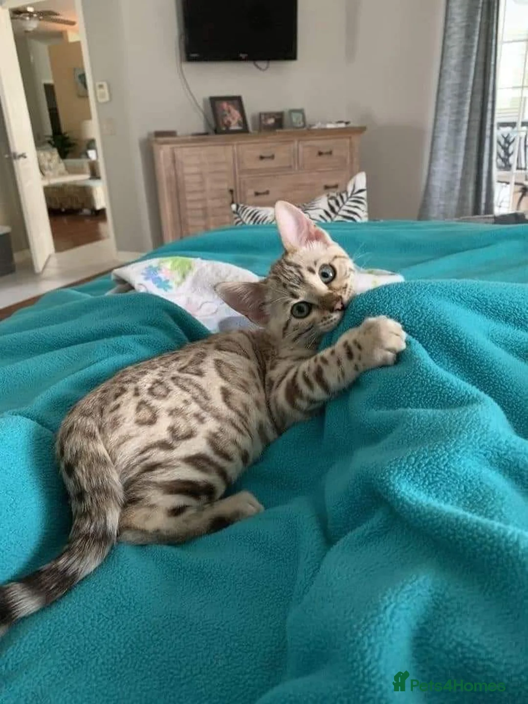 Bengal cats for sale: Stunning Bengal Kittens Seeking  Forever Homes  in Sheffield - Advert 2