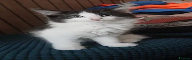 British Longhair Kitten 1