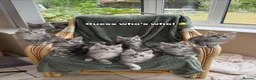Maine Coon cats for sale: Maine coon TICA black silver tabbies  - Advert 11