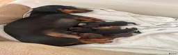 Miniature Dachshund dogs for sale: Miniature Dachshund Puppies for Sale in Somerton - Advert 3