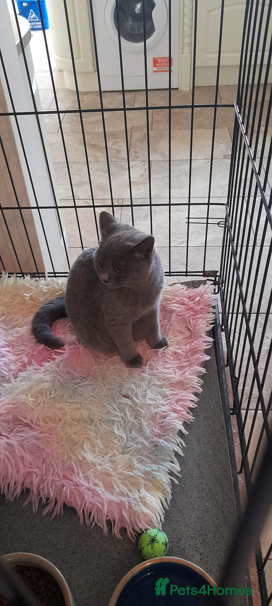 British Shorthair cats for sale: Beautiful Pedigree British short-haired kittens  - Image 6